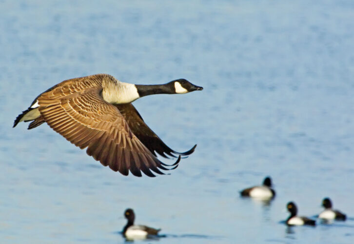 Beginner’s Guide to Canada Goose Hunting